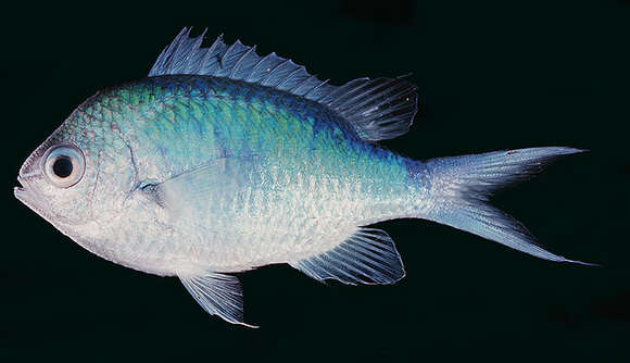 Image of Black-axil chromis