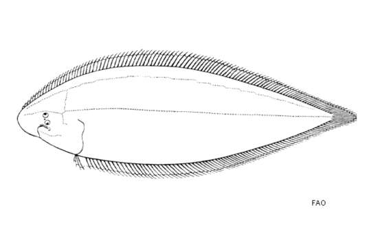 Image of Bengal tongue sole