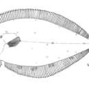 Image of Sash flounder