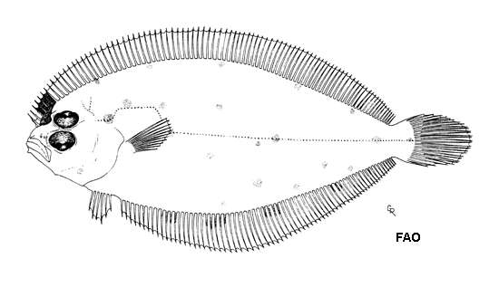 Image of Sash flounder