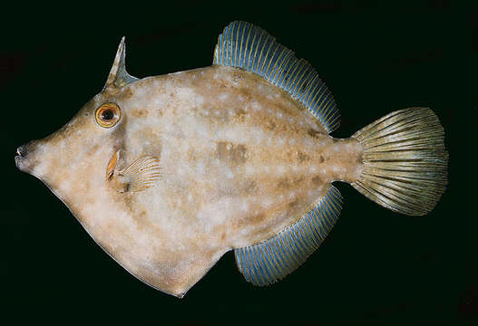 Image of Rapanui filefish