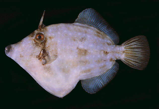 Image of Rapanui filefish