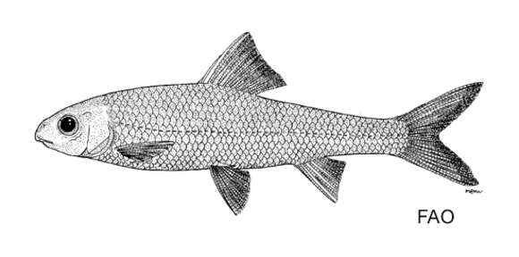 Image of Onychostoma elongatum (Pellegrin & Chevey 1934)