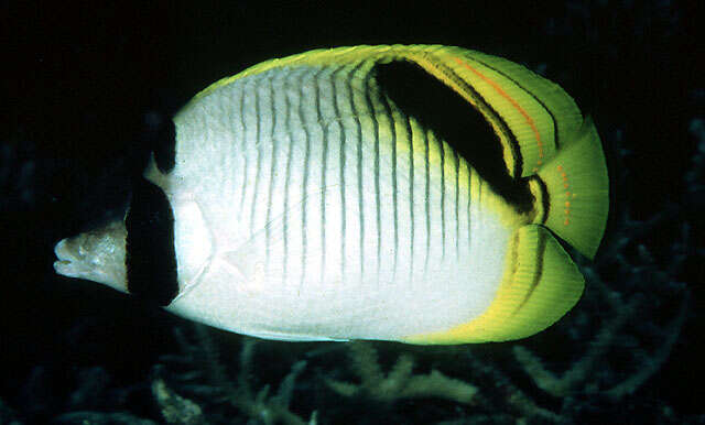 Image of Pig-face Butterflyfish