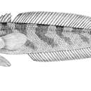 Image of Yellowfin notothen