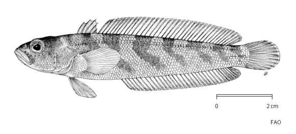 Image of Yellowfin notothen