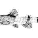 Image of Tuberculate catfish