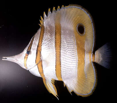 Image of Banded Longsnout Butterflyfish