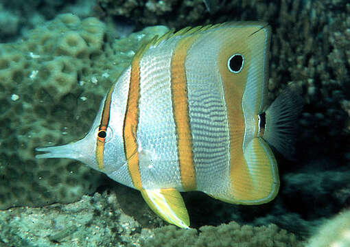 Image of Banded Longsnout Butterflyfish