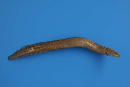 Image of Euphrates spiny eel