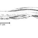 Image of Parasciadonus brevibrachium Nielsen 1984