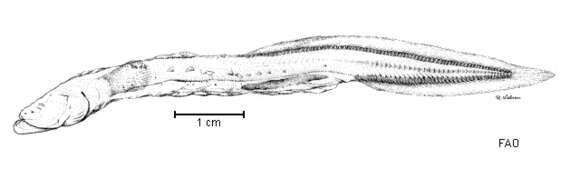 Image of Parasciadonus