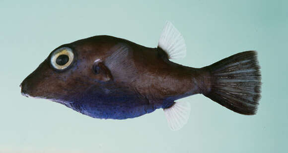 Image of Bluebelly toby