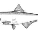 Image of Jurua anchovy