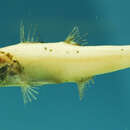 Image of Western deepsea cardinalfish