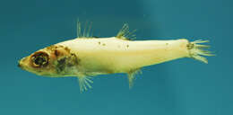 Image of Western deepsea cardinalfish