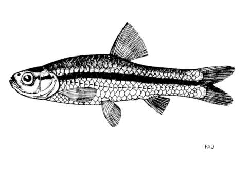 Image of Blackline Rasbora