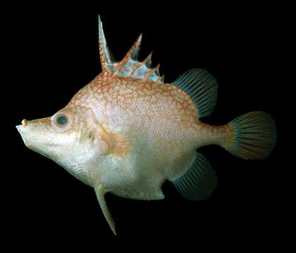 Image of Hawaiian spikefish