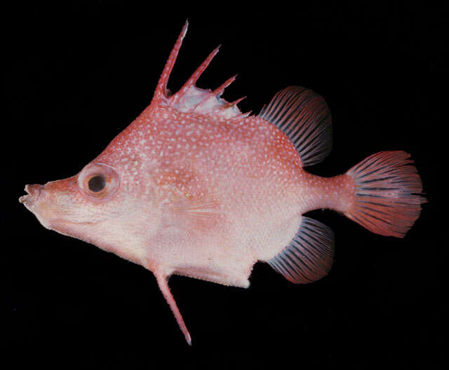Image of Hawaiian spikefish