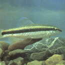 Image of Sarcocheilichthys parvus Nichols 1930
