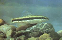 Imagem de Sarcocheilichthys parvus Nichols 1930