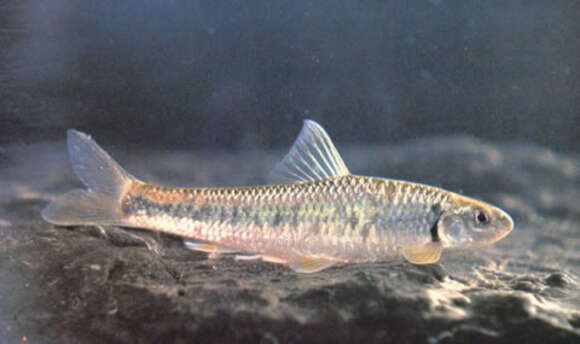 Sarcocheilichthys kiangsiensis Nichols 1930的圖片