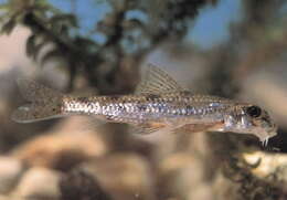 Image of Microphysogobio fukiensis (Nichols 1926)