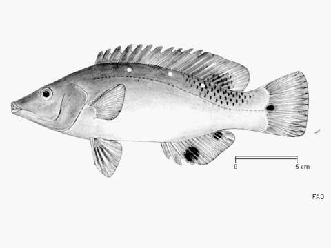 Bodianus diana (Lacepède 1801) resmi