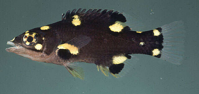 Image of Black-belt hogfish