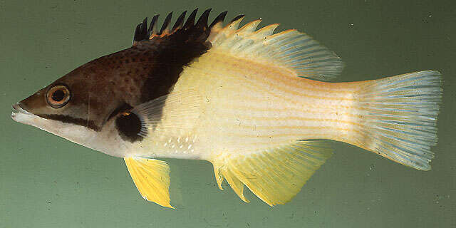 Image of Black-belt hogfish