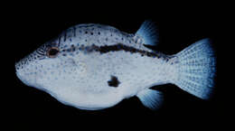 Image of Canthigaster inframacula Allen & Randall 1977