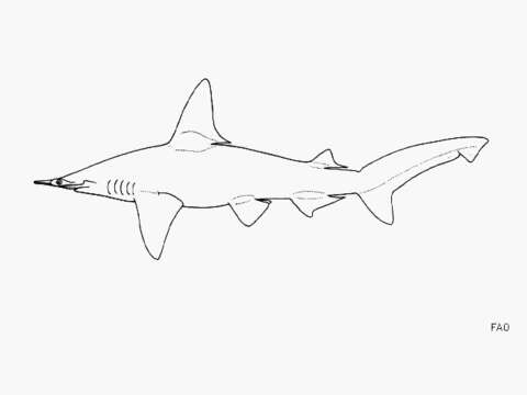 Image of Curry Shark