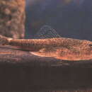 Image of Chinese Butterfly Loach