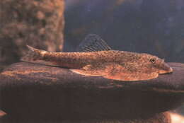 Image of Chinese Butterfly Loach