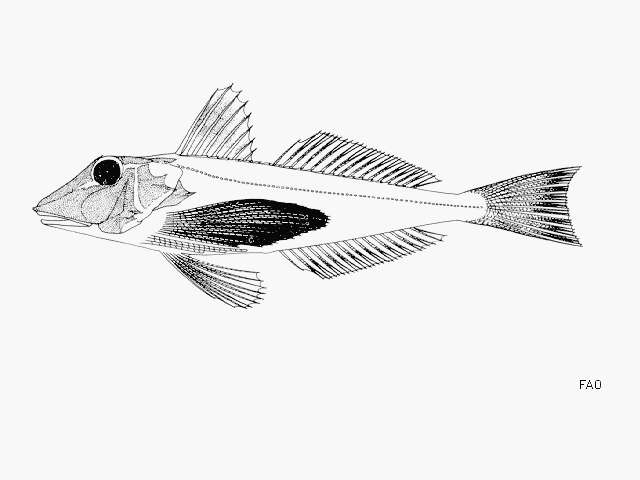 Chelidonichthys capensis (Cuvier 1829) resmi