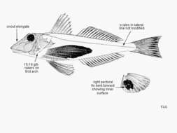 Chelidonichthys capensis (Cuvier 1829) resmi