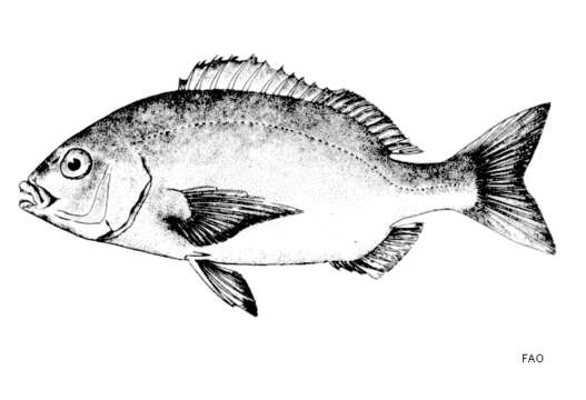 Image of Hottentot Seabream