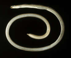 Image of Galzin&#39;s garden eel