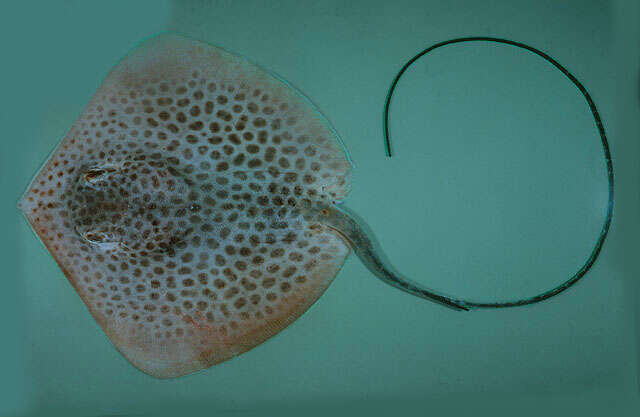 Image of Honeycomb Stingray