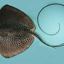 Image of Honeycomb Stingray