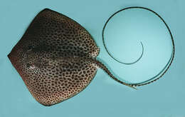 Image of Honeycomb Stingray