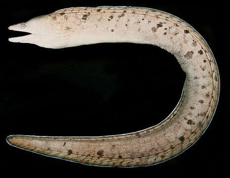 Image of Deep-dwelling moray