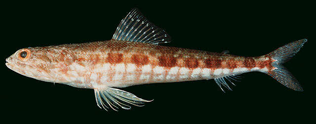 Image of Capricorn lizardfish