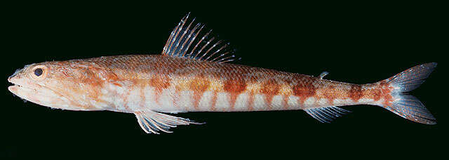 Image of Capricorn lizardfish