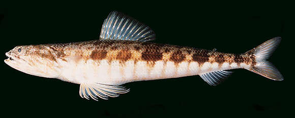 Image of Capricorn lizardfish