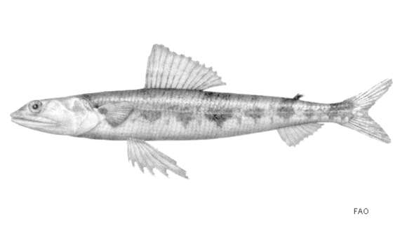 Image of Capricorn lizardfish