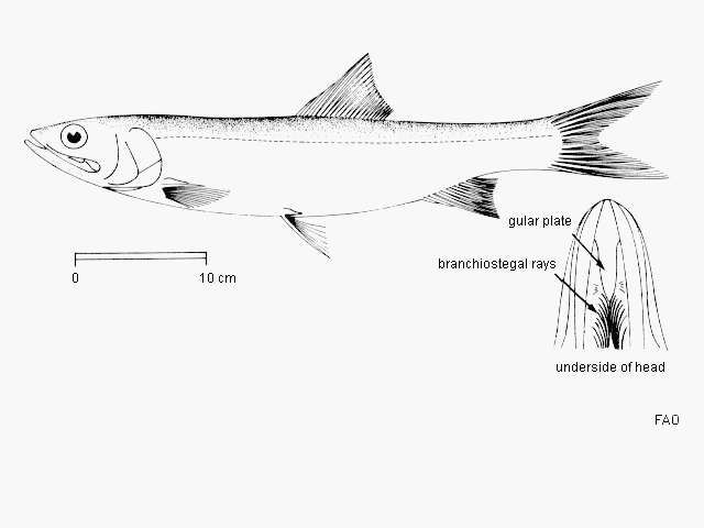 Image of Australian giant herring