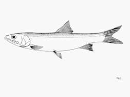 Image of Australian giant herring