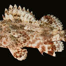 Image of Bold scorpionfish