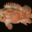Image of Englert&#39;s scorpionfish